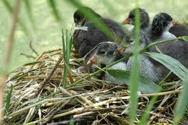 Attēlu rezultāti vaicājumam “Fulica atra nest”