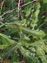 Attēlu rezultāti vaicājumam “Hypochaeris radicata leaf”