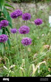 Attēlu rezultāti vaicājumam “Allium holandicum flower”