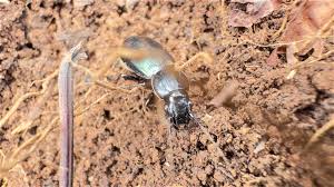 Attēlu rezultāti vaicājumam “Carabidae”