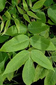 Attēlu rezultāti vaicājumam “Fraxinus”