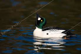 Attēlu rezultāti vaicājumam “Bucephala clangula”