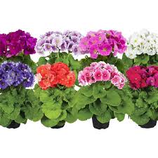 Image result for Primula obconica