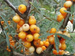 Attēlu rezultāti vaicājumam “Hippophae rhamnoides fruit”