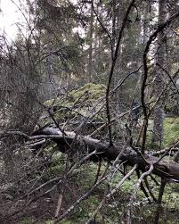 Attēlu rezultāti vaicājumam “Hertelidea botryosa”