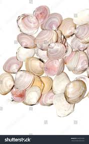 Attēlu rezultāti vaicājumam “Macoma baltica”