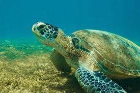 Image result for Chelonia mydas