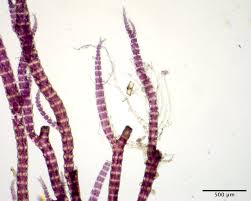 Attēlu rezultāti vaicājumam “Ceramium sp.”