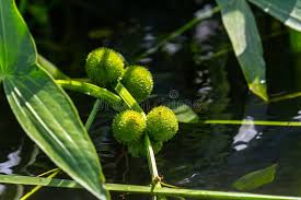 Attēlu rezultāti vaicājumam “Sagittaria sagittifolia fruit”