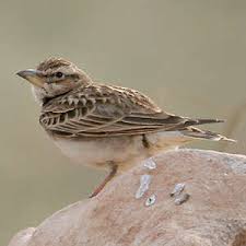 Image result for Melanocorypha bimaculata