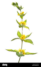 Attēlu rezultāti vaicājumam “Lysimachia punctata flower”