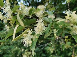 Attēlu rezultāti vaicājumam “Tilia platyphyllos subsp. cordifolia flower”