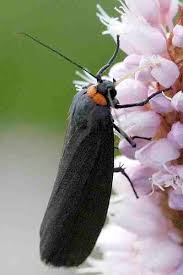 Attēlu rezultāti vaicājumam “Atolmis rubricollis”