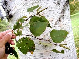 Attēlu rezultāti vaicājumam “Betula papyrifera leaf”