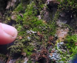 Attēlu rezultāti vaicājumam “Hemitrichia sordivesiculosa”