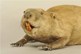 Image result for Castor fiber