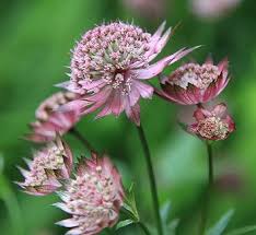 Image result for Astrantia majon `Abbey Road`