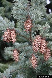 Attēlu rezultāti vaicājumam “Pseudotsuga menziesii var. glauca”