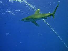 Image result for Carcharhinus longimanus