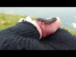 Attēlu rezultāti vaicājumam “Lampyris noctiluca larva”