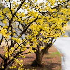 Attēlu rezultāti vaicājumam “Hamamelis virginiana”