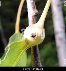 Attēlu rezultāti vaicājumam “Contarinia petioli”