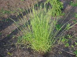 Attēlu rezultāti vaicājumam “Lolium perenne”