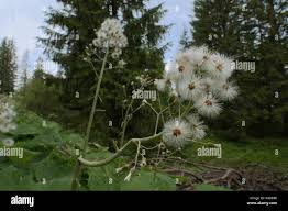 Attēlu rezultāti vaicājumam “Petasites spurius flower”
