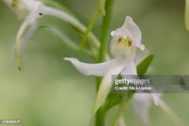 Attēlu rezultāti vaicājumam “Platanthera chlorantha flower”