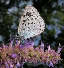 Attēlu rezultāti vaicājumam “Phengaris arion upperside”