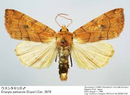 Attēlu rezultāti vaicājumam “Enargia paleacea”