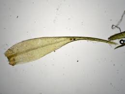 Attēlu rezultāti vaicājumam “Dicranum flagellare”