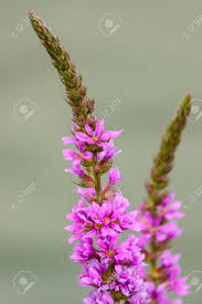 Attēlu rezultāti vaicājumam “Lythraceae”