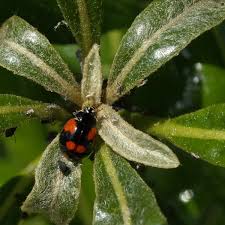Attēlu rezultāti vaicājumam “Adalia bipunctata imago”