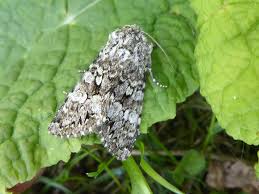 Attēlu rezultāti vaicājumam “Papestra biren”