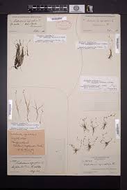 Attēlu rezultāti vaicājumam “Subularia aquatica”