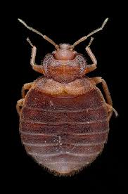 Image result for bed bugs