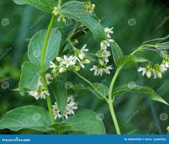Attēlu rezultāti vaicājumam “Vincetoxicum hirundinaria flower”