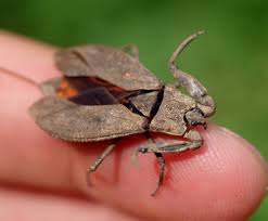 Attēlu rezultāti vaicājumam “Nepa cinerea imago”