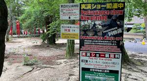 Image result for Hertfordshire Iga Ryu Ninjutsu