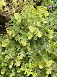 Attēlu rezultāti vaicājumam “Trichocolea tomentella”