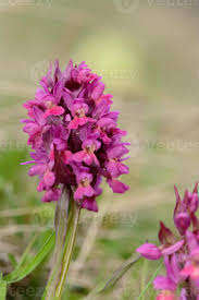 Attēlu rezultāti vaicājumam “Dactylorhiza russowii”