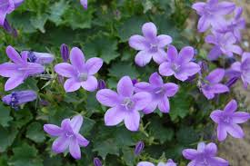 Image result for Glockenblumen