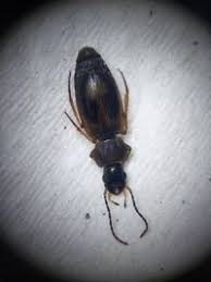 Attēlu rezultāti vaicājumam “Badister bullatus”