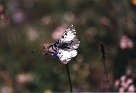 Attēlu rezultāti vaicājumam “Parnassius mnemosyne underside”