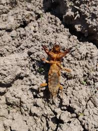 Attēlu rezultāti vaicājumam “Gryllotalpa gryllotalpa”