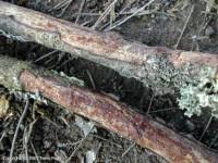 Attēlu rezultāti vaicājumam “Vuilleminia comedens”