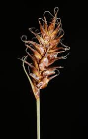 Attēlu rezultāti vaicājumam “Carex davalliana”