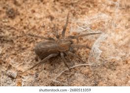 Attēlu rezultāti vaicājumam “Arachnida”