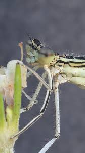 Attēlu rezultāti vaicājumam “Platycnemis pennipes female”